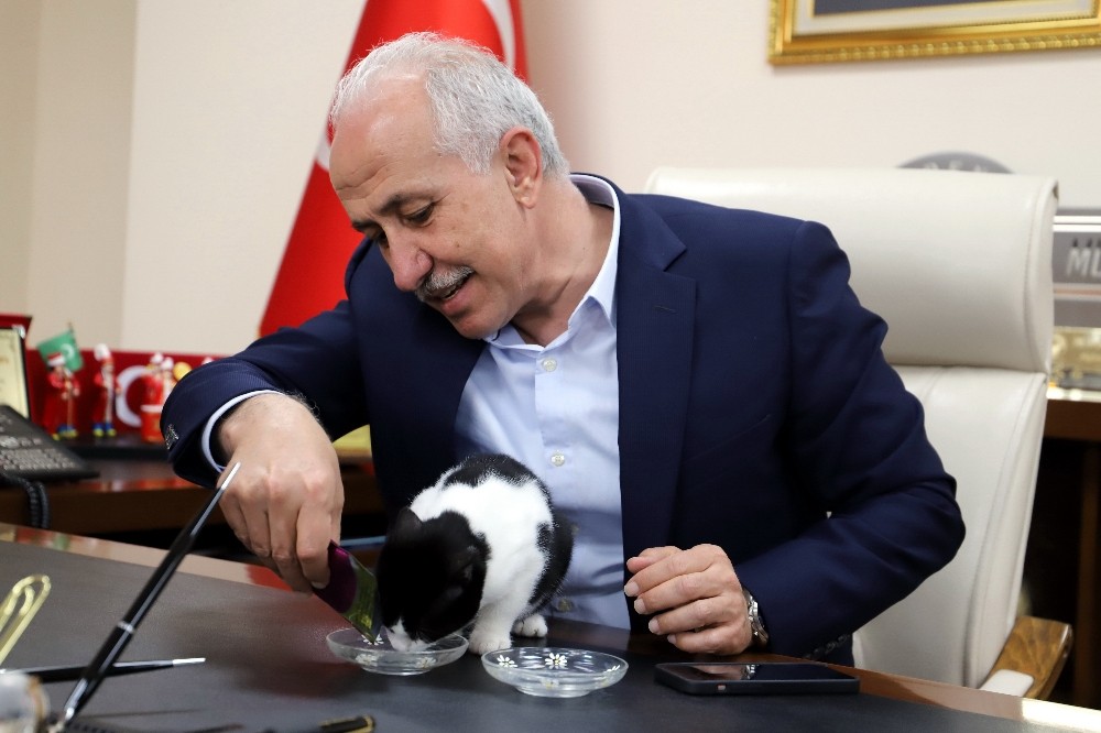 Başkan Gültak, engelli kediyi misafir etti