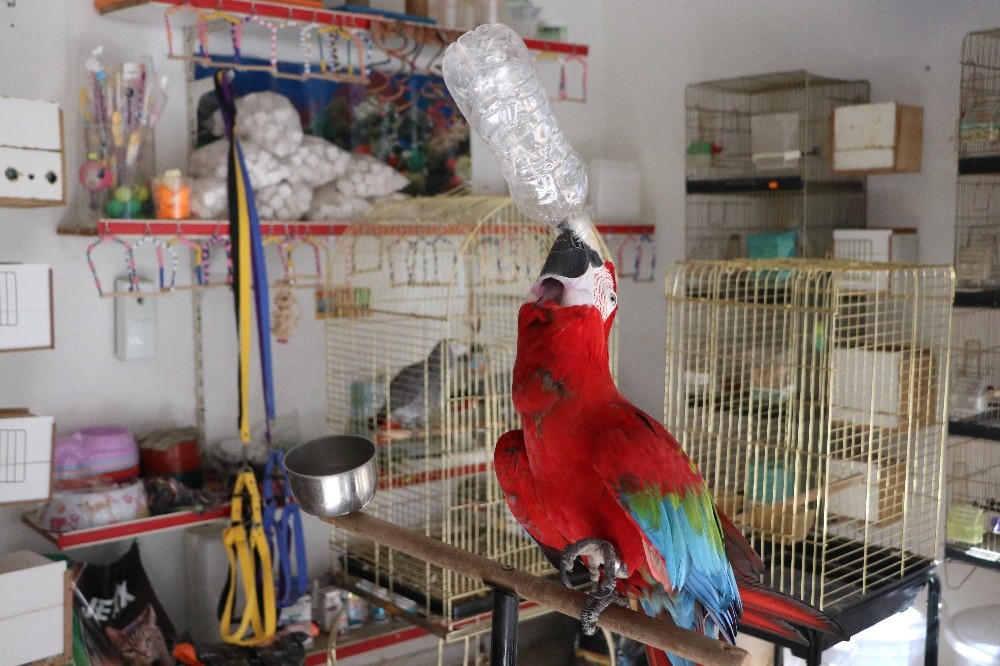 Bu papağan insan gibi su içiyor, müzik duyunca oynuyor