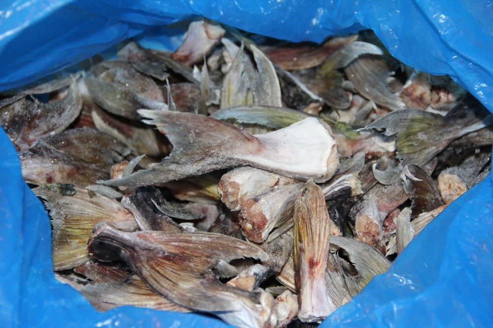 Bu Balığın Kuyruğu Balıkçılara Binler Kazandırdı